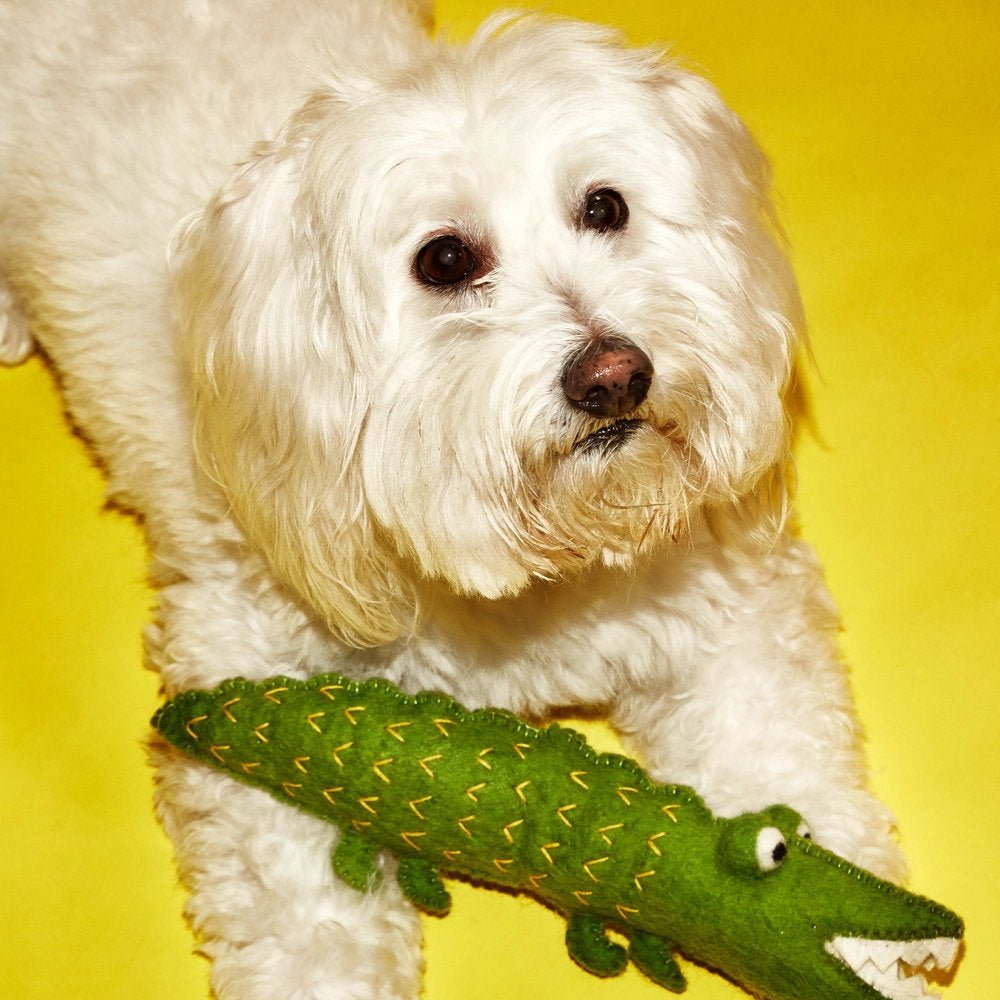 Boiled Wool Alligator Dog Toy