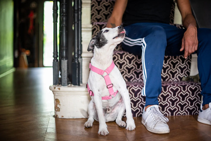 Hindquarters Pink Dog Harness