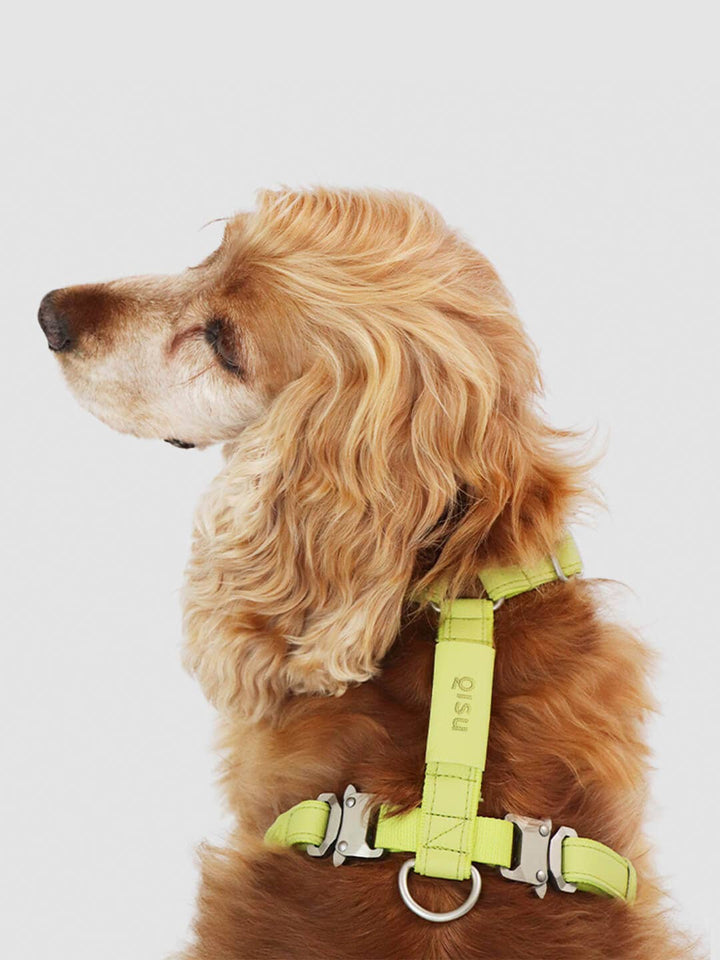 Qisu - Dog Harness | Air Collection: / Kiwi
