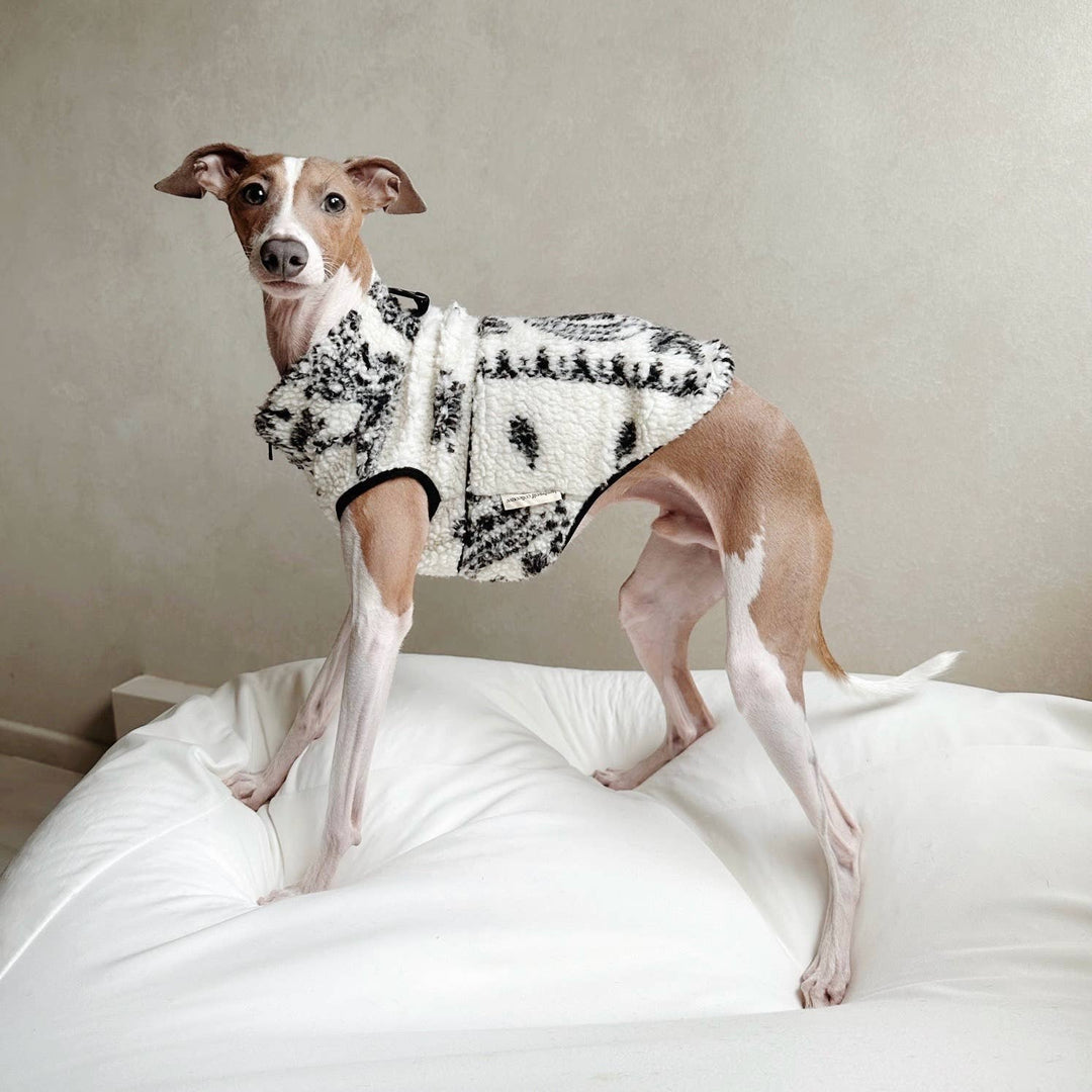 CAMPER DOG CLOTHING APPAREL / PAISLEY