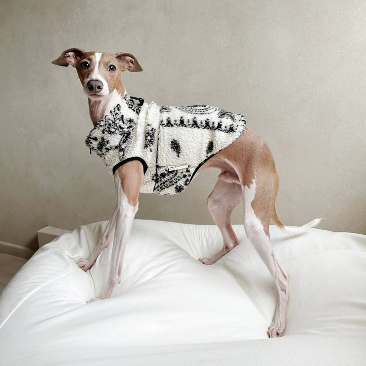 CAMPER DOG CLOTHING APPAREL / PAISLEY