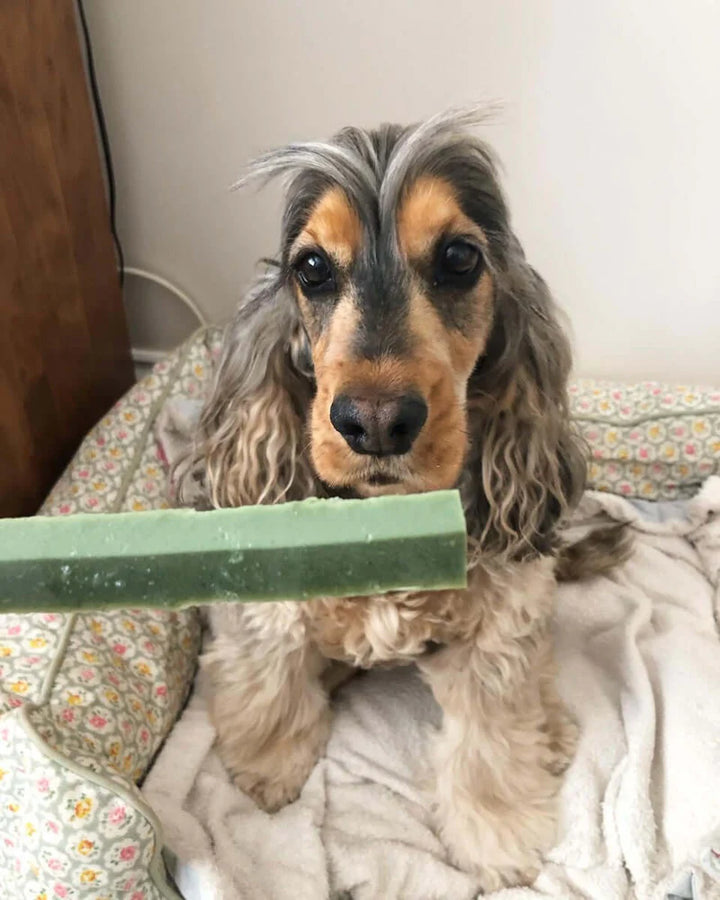 Fruity Dental Fang Chew Pouch (6 chews)