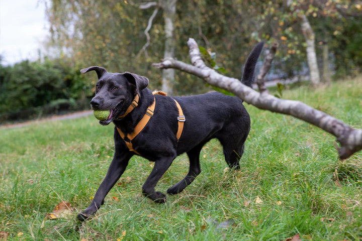 Hindquarters Mustard Dog Harness