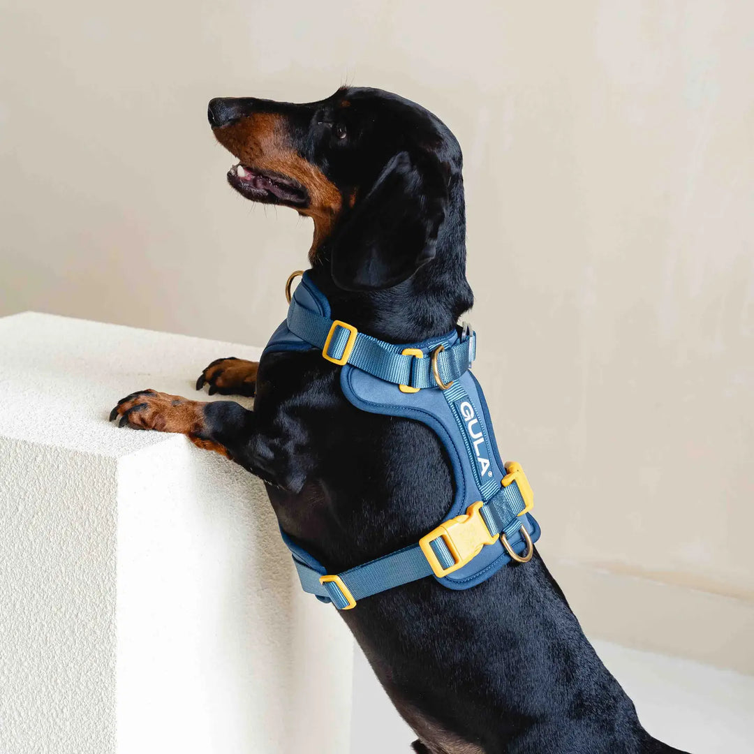 Dog Harness New - Bleu & Yellow M