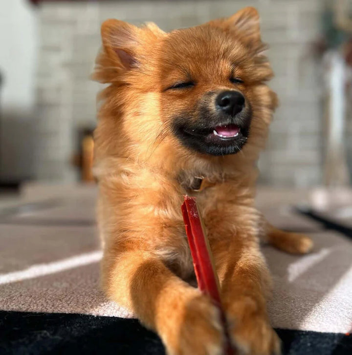 Smoky Dental Fang Chew