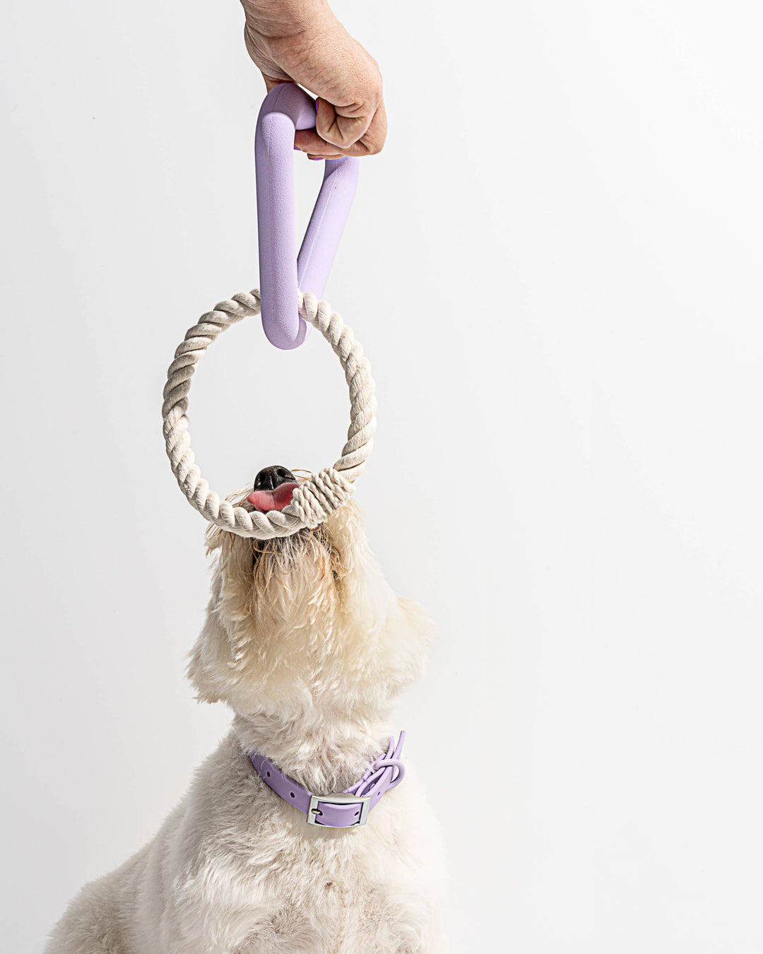 Wild One - Triangle Tug Dog Chew Toy: STANDARD