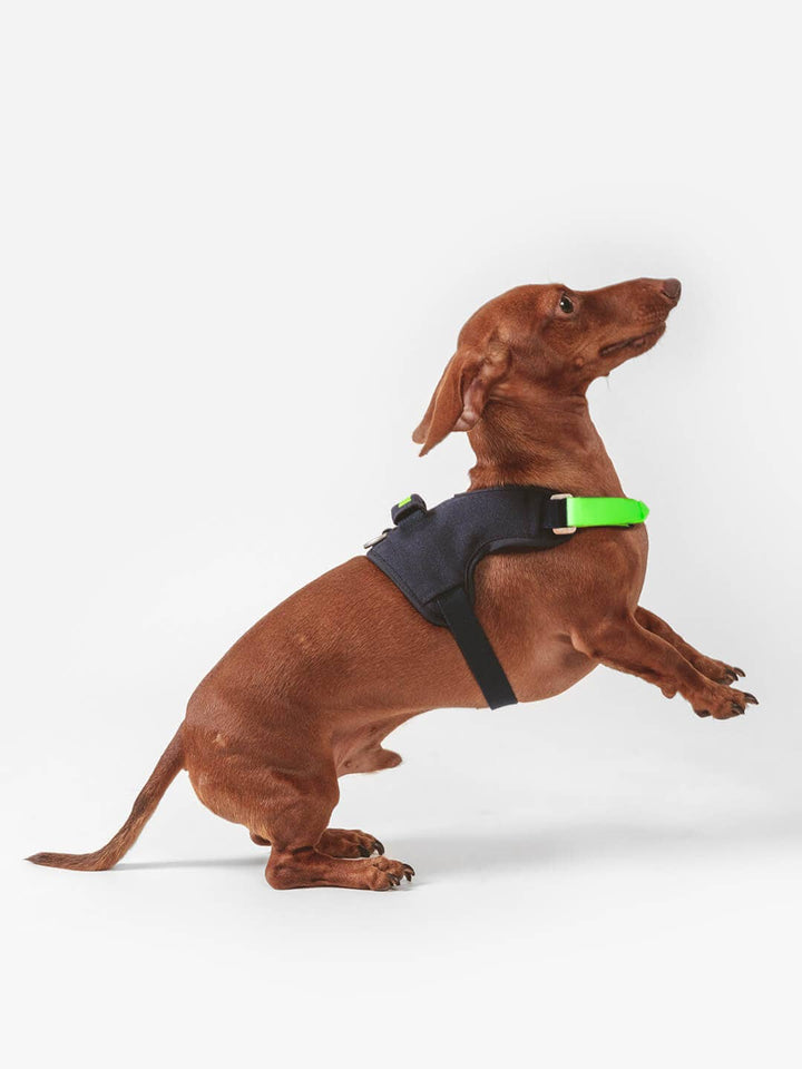 Qisu - Dog Harness | Hug Harness: / Navy