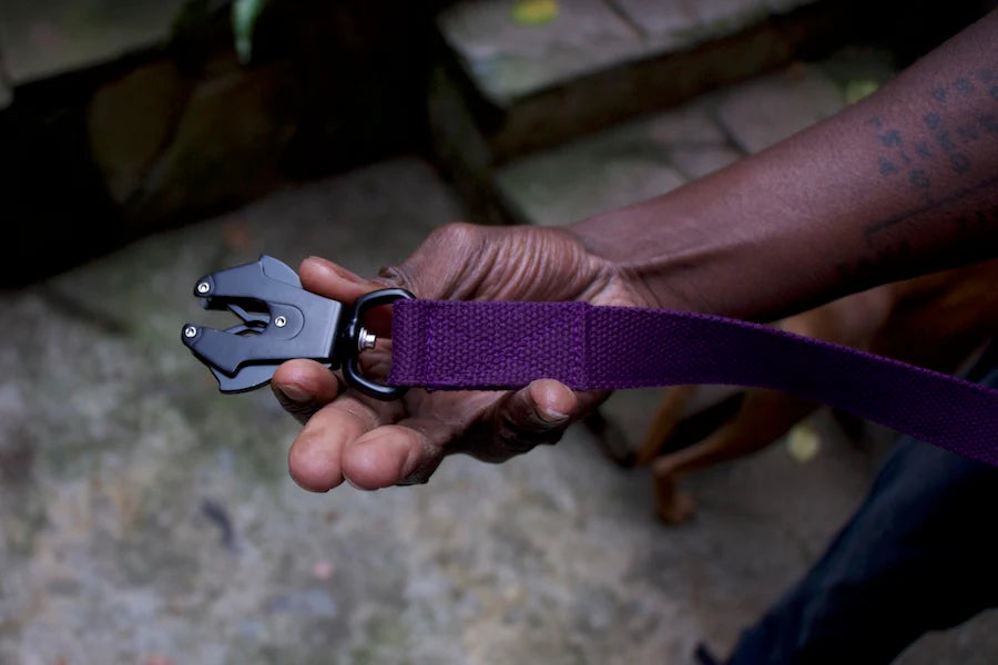 Hindquarters Purple Lead