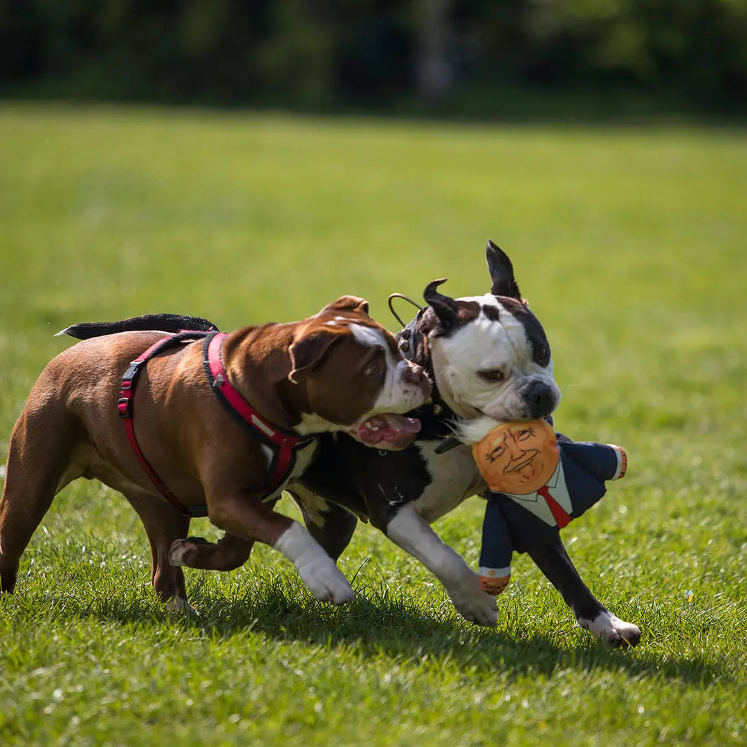 Donald Dog Toy