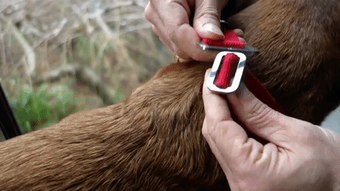 Hindquarters Red Dog Collar