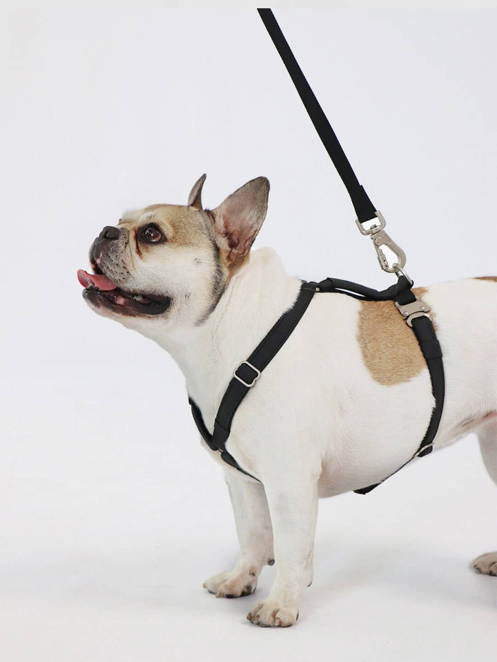 Qisu - Dog Harness | Air Collection: / Lagoon