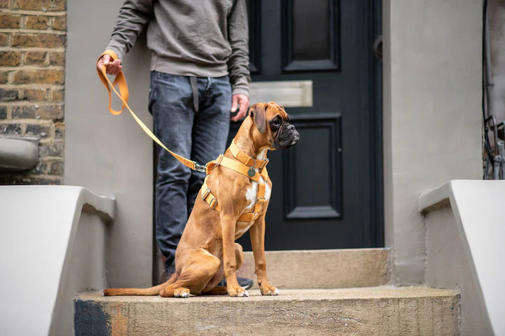 Hindquarters Mustard Dog Harness