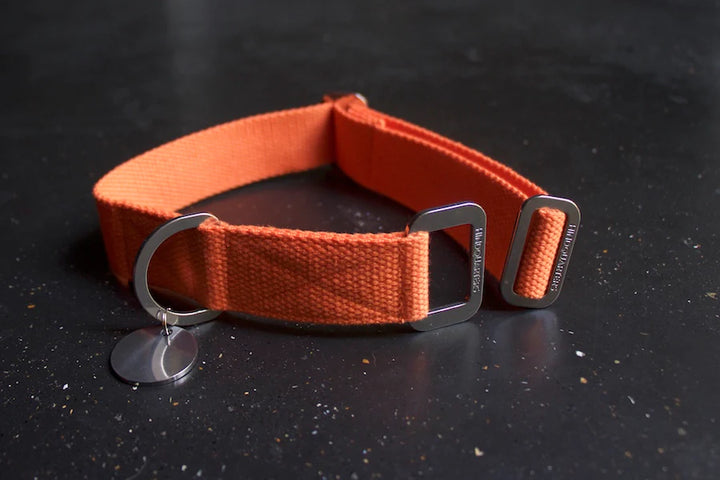 Hindquarters Orange Dog Collar