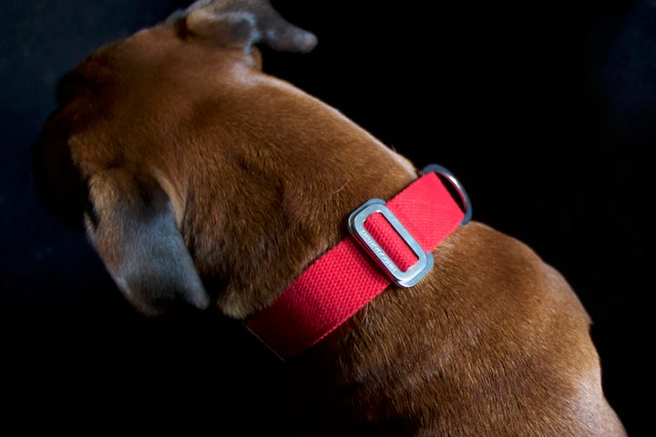 Hindquarters Red Dog Collar