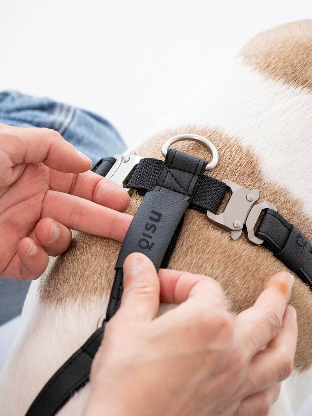 Qisu - Dog Harness | Air Collection: / Kiwi