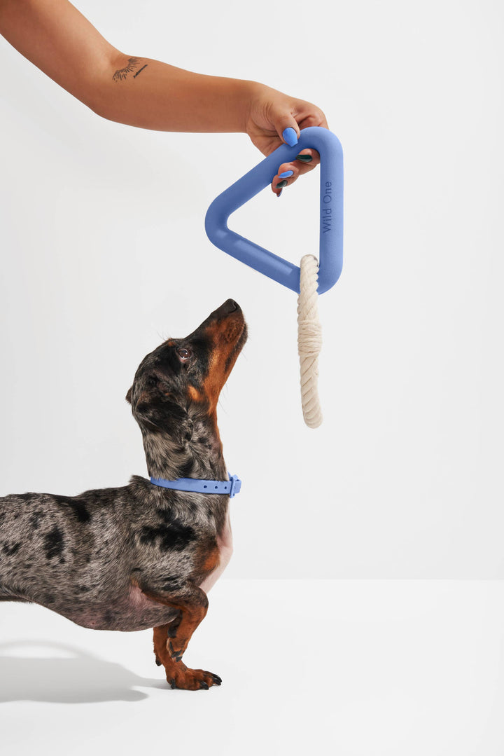 Wild One - Triangle Tug Dog Chew Toy: STANDARD
