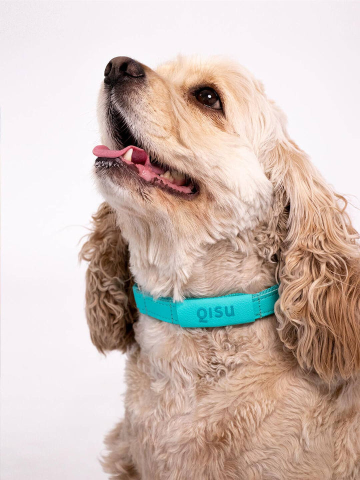 Qisu - Dog Collar | Air Collection: / Lagoon