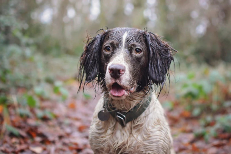 Hindquarters Green Dog Collar