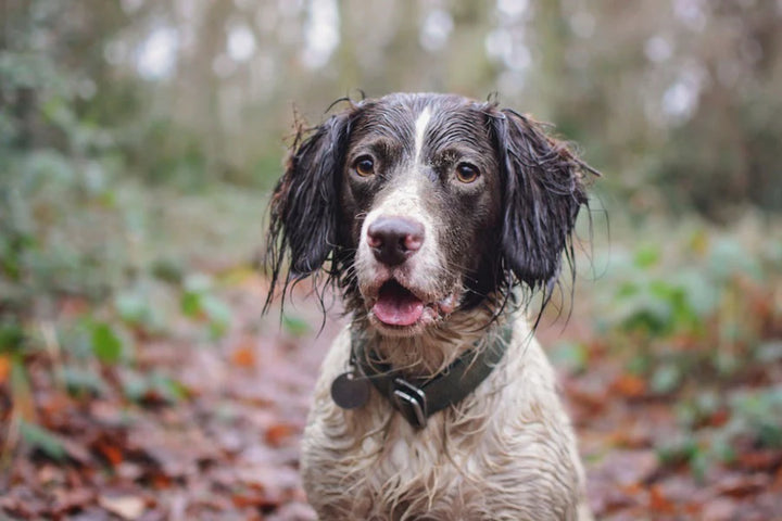 Hindquarters Green Dog Collar