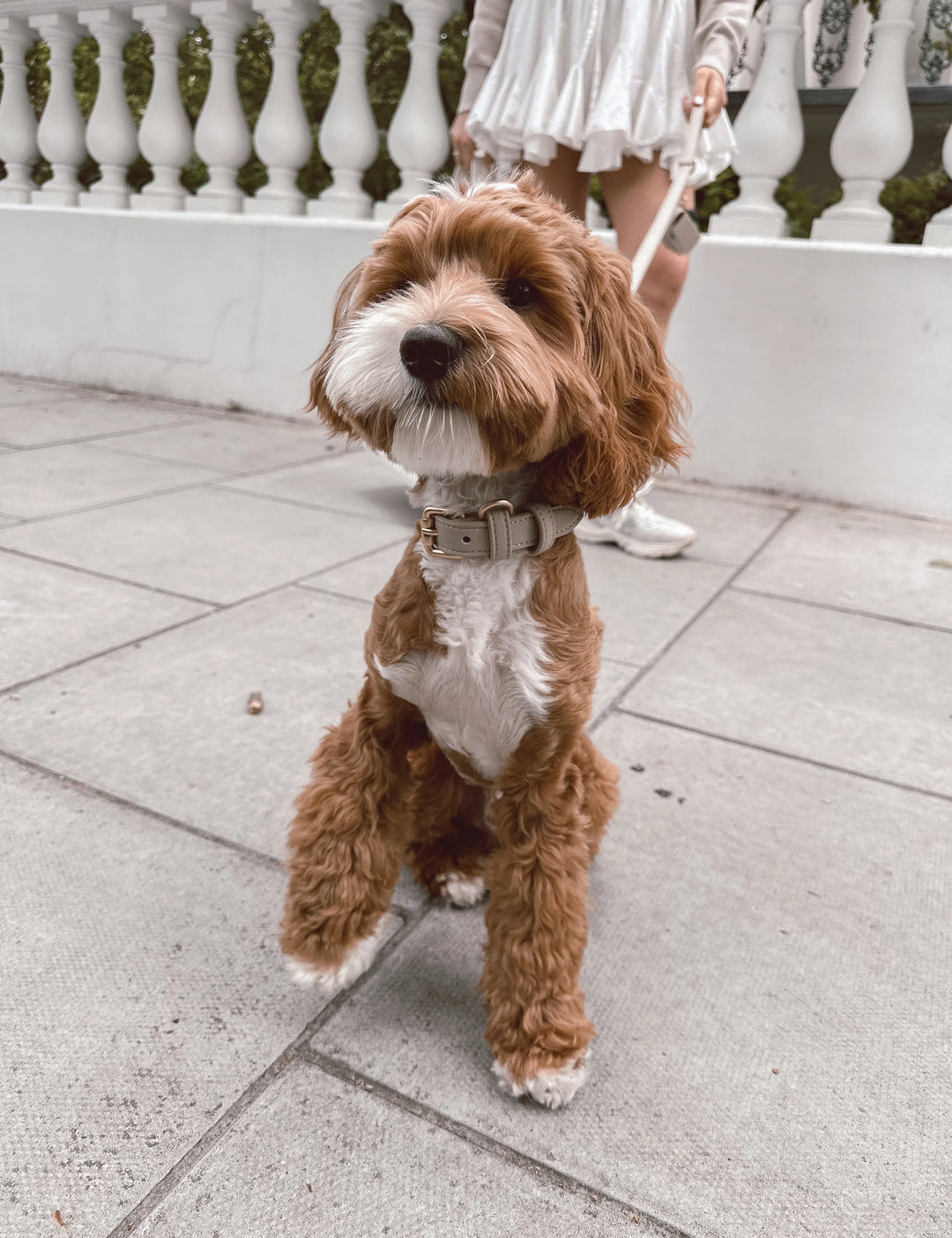 ByTeddy Hazelnut┃Studio Collar