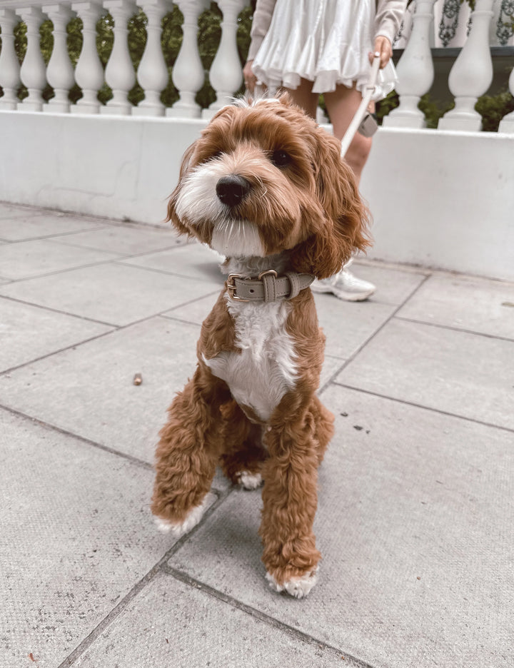ByTeddy Hazelnut┃Studio Collar