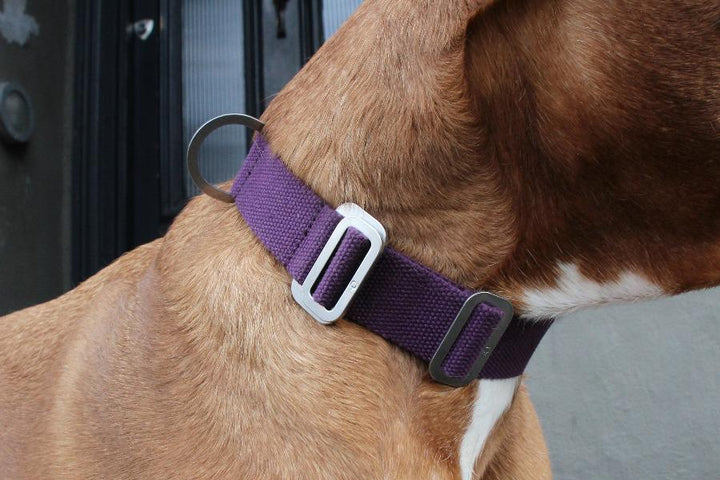 Hindquarters Plum Dog Collar