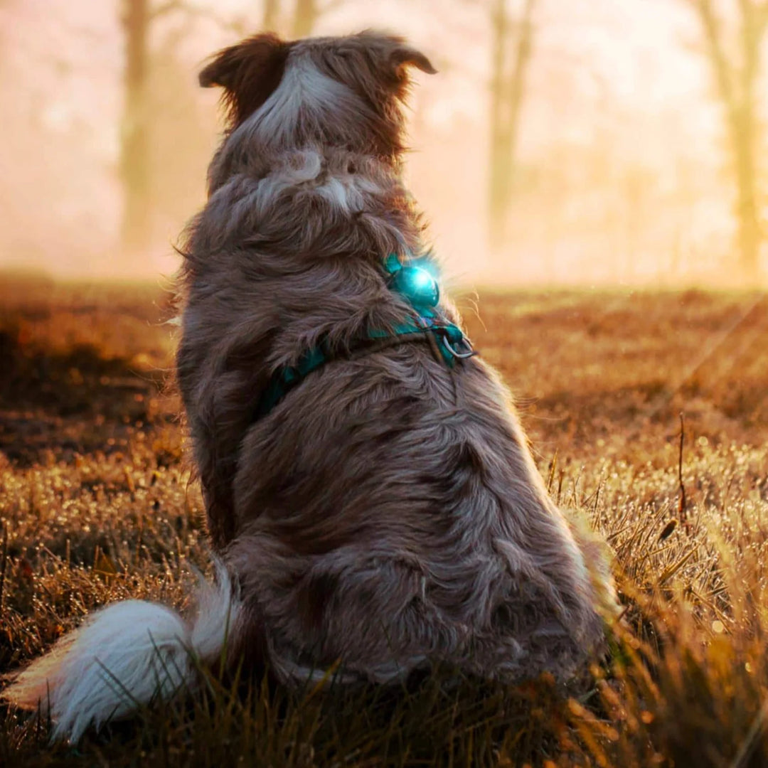 Orbiloc Dog Safety Light