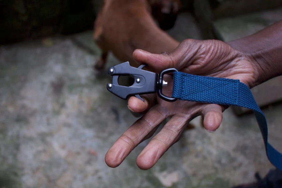 Hindquarters Puddle Blue Lead