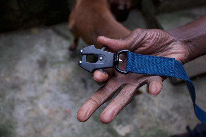 Hindquarters Puddle Blue Lead