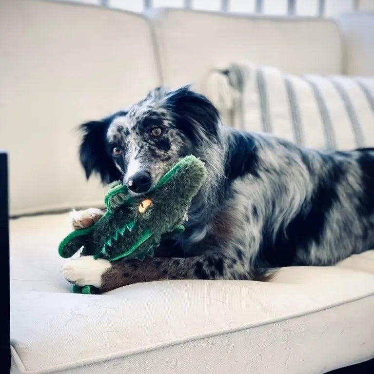 Ruffian Safari Gator
