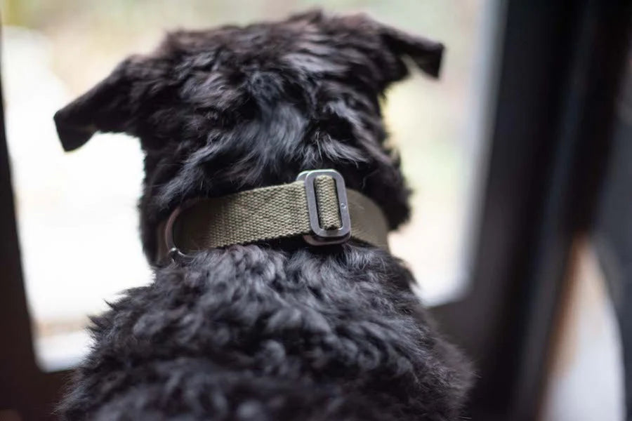Hindquarters Khaki Dog Collar