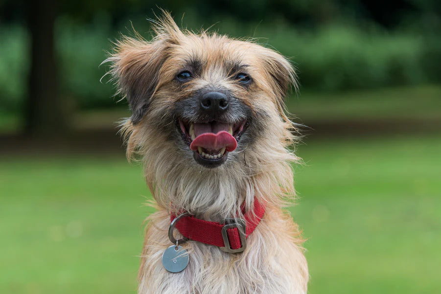 Hindquarters Red Dog Collar