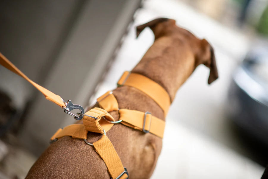 Hindquarters Mustard Dog Harness