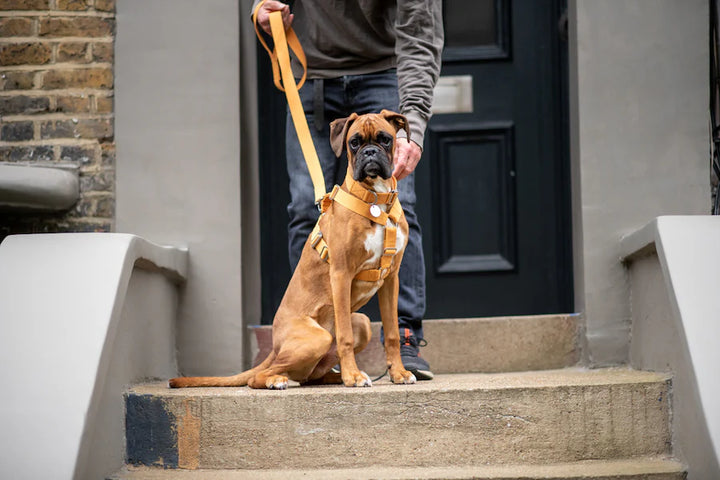 Hindquarters Mustard Dog Harness