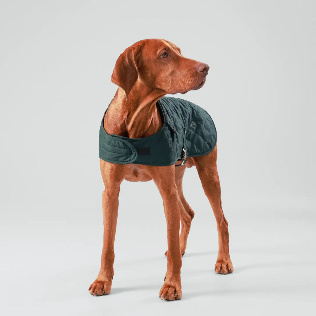 Hackett X Hugo Hudson Forest Green Quilted Dog Jacket
