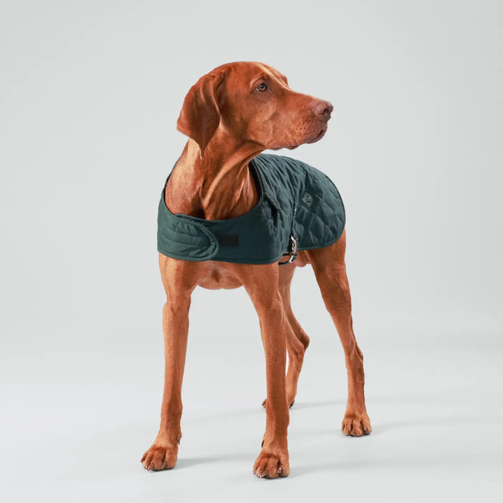 Hackett X Hugo Hudson Forest Green Quilted Dog Jacket