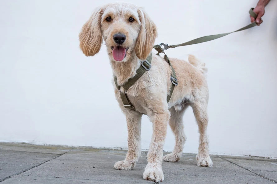 Hindquarters Khaki Dog Harness