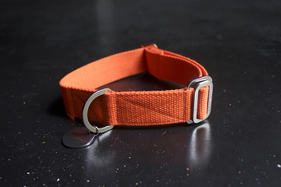 Hindquarters Orange Dog Collar