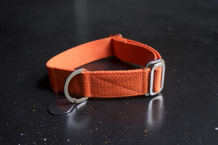 Hindquarters Orange Dog Collar