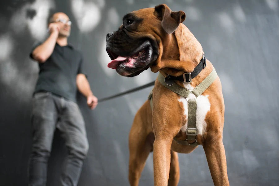 Hindquarters Khaki Dog Harness