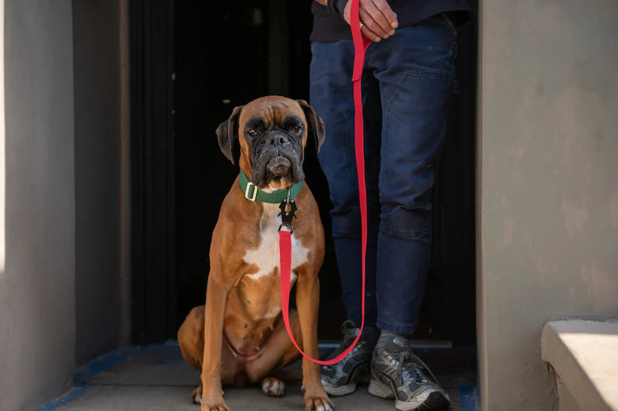 Hindquarters Red Lead