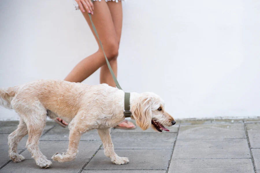 Hindquarters Khaki Dog Collar