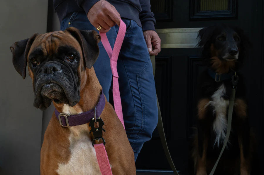 Hindquarters Pink Lead