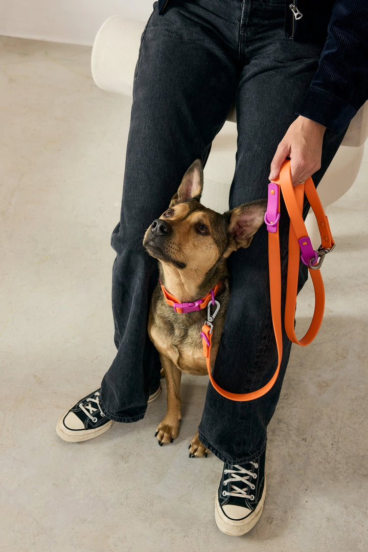 The Fritz Dog Leash |
