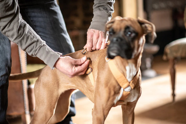 Hindquarters Mustard Dog Harness