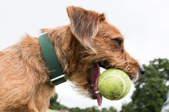 Hindquarters Green Dog Collar