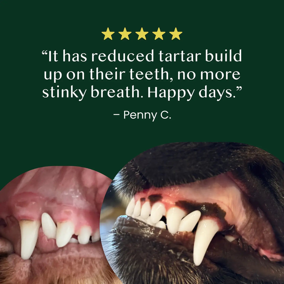 Natural Kelp Seaweed Powder For Dogs & Cats