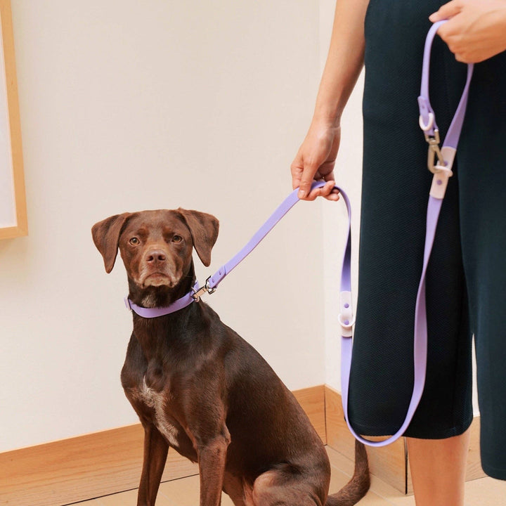 Approved by Fritz - The Fritz Leash: Standard / burgundy sun