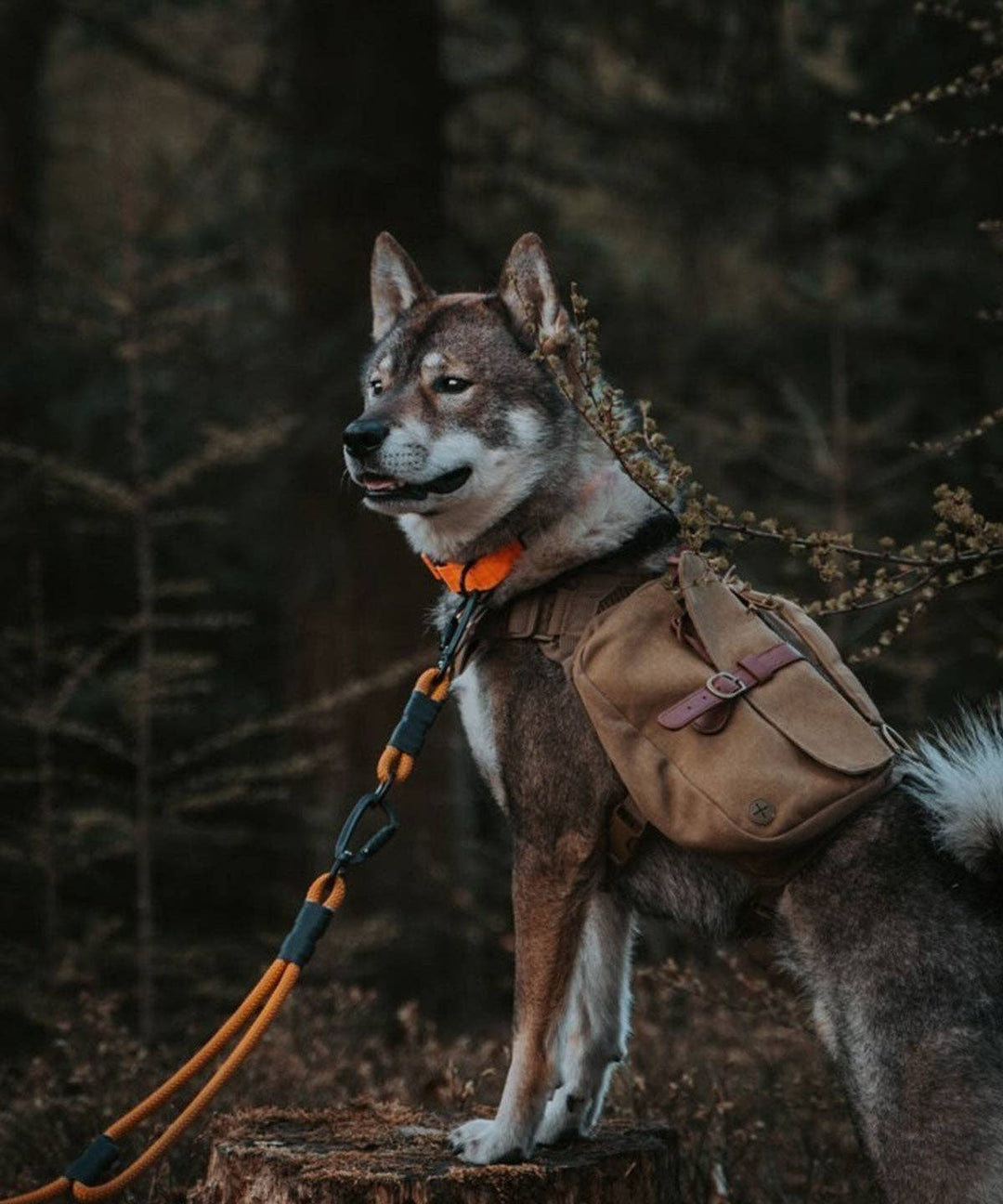 Wolf Republic - Ranger Pack