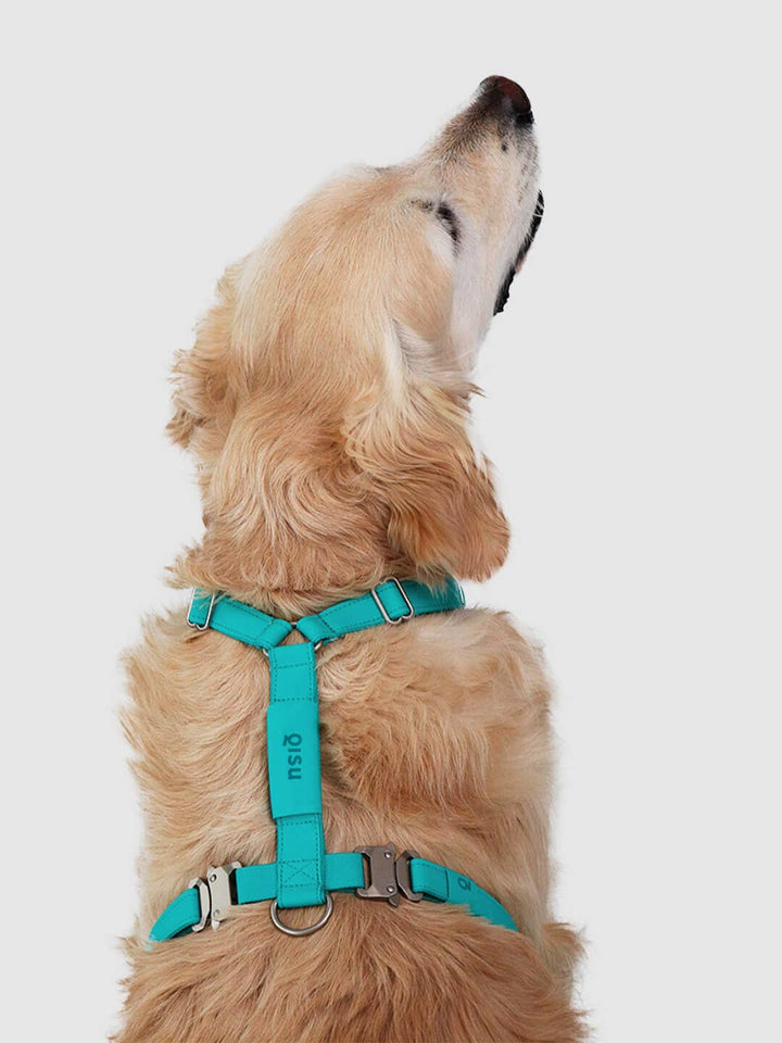 Qisu - Dog Harness | Air Collection: / Lagoon